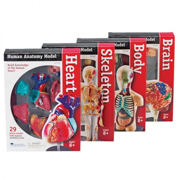 Learning Resources Anatomy Models Set