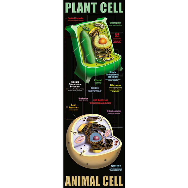 McDonald Publishing Plant & Animal Cells Colossal Concept Poster - MC-V1632 - TeachersParadise McDonald Publishing Plant & Animal Cells Colossal Concept Poster - MC-V1632 - TeachersParadise