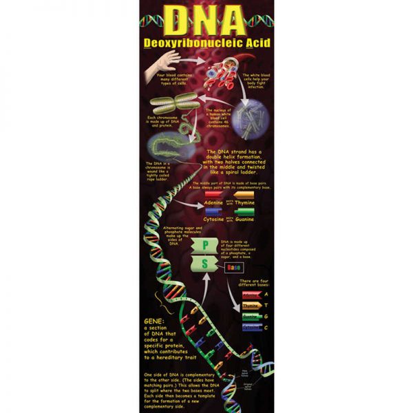 McDonald Publishing DNA Colossal Concept Poster