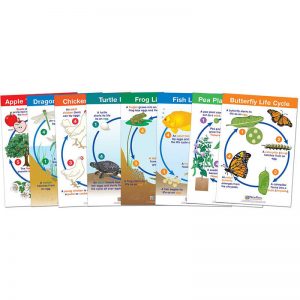 NewPath Learning Life Cycles Bulletin Board Charts, Set of 8