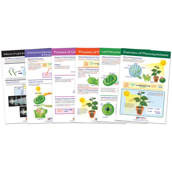 NewPath Learning Photosysthesis Bulletin Board Chart Set, Grades 3-5