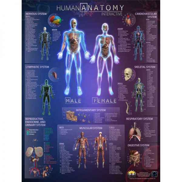 Popar Human Anatomy Interactive Wall Chart with Free App