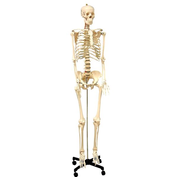 Supertek Life Size Human Skeleton Model with Key, Rod Mount