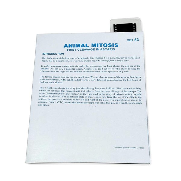 Supertek Microslide, Animal Mitosis, 35mm