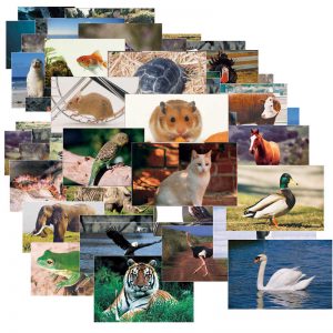 Stages Learning Materials Animals & Insects Posters Mega Set, 14" x 19", Set of 48