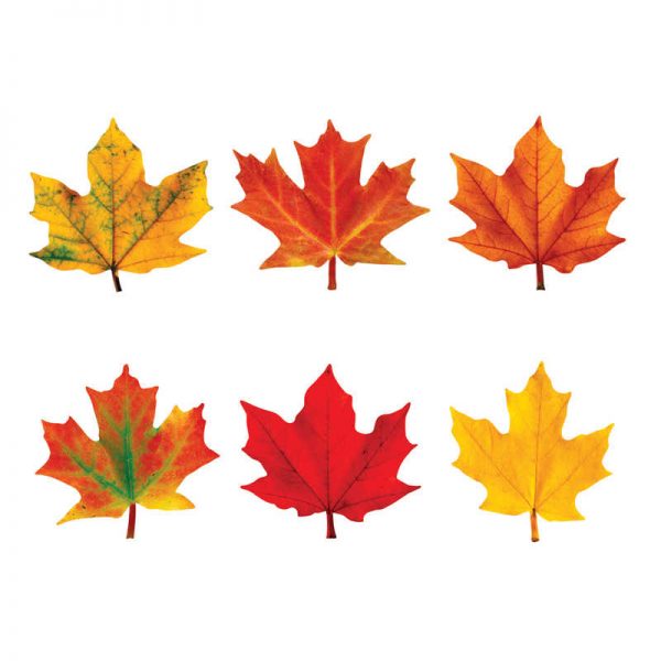 TREND Maple Leaves Mini Accents Variety Pack, 36 Per Pack, 6 Packs