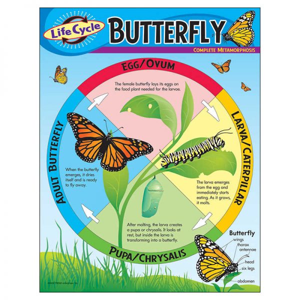 TREND Life Cycle of a Butterfly Learning Chart, 17" x 22"