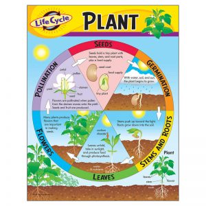 TREND Life Cycle of a Plant Learning Chart, 17" x 22"