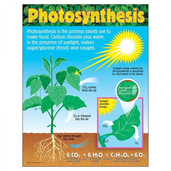TREND enterprises, Inc. Photosynthesis Learning Chart, 17" x 22"