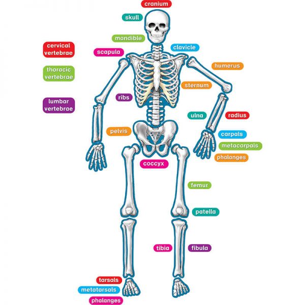 Teacher Created Resources Human Skeleton Magnetic Accents