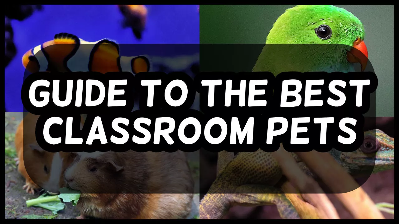 A Guide to the Best Classroom Pets